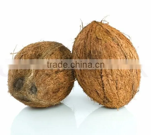 Indian Brown Natural Semi Husked Coconut photo-3