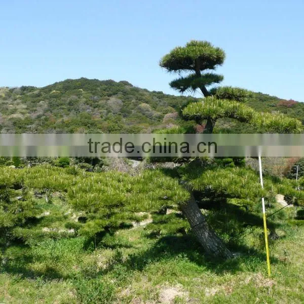 Pinus Thunbergii Ornamental Tree