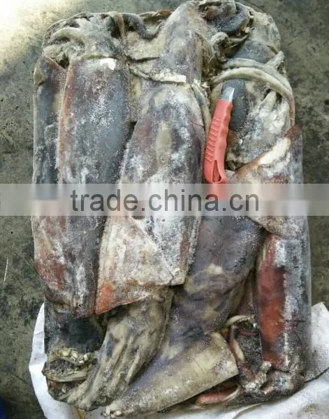 Frozen Peru Squid Wholesale photo-2