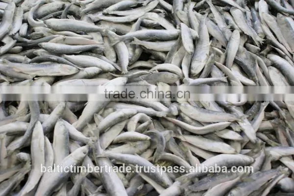 Block Frozen, IQF Frozen RAW ANIMAL Food Fish, Sprats, Sardines