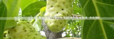 Premium Grade Noni Powder at Your Door Step photo-2