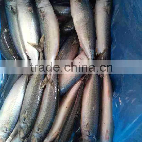 300-600G per pc Frozen Pacific Mackerel Fish From Ocean photo-2