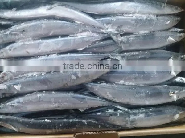 FROZEN PACIFIC SAURY WHOLE ROUND photo-2