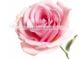 Rose Essential Oil Original