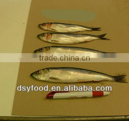 Frozen Fresh Sardine Fish for Canned Fish photo-2