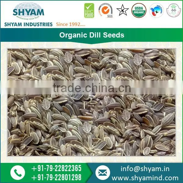 Organic Dill Seeds