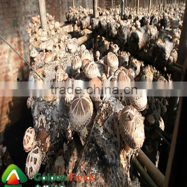 the Most Competitive Market Prices for Shiitake Mushroom photo-5