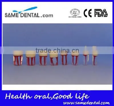 Dental Modle Internship Root Canal Tooth Model DEA-29 photo-2