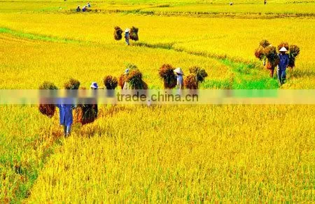 Vietnamese Long Grain White Rice GOOD PRICE (Whatsaaps/Viber:+84965152844) photo-6