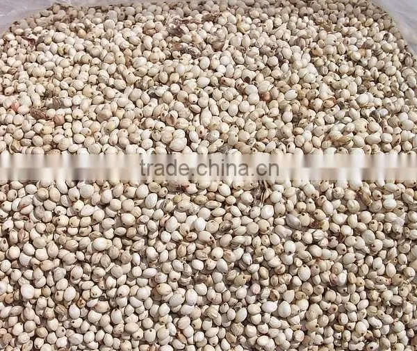 White Sorghum Chinese Quality photo-3