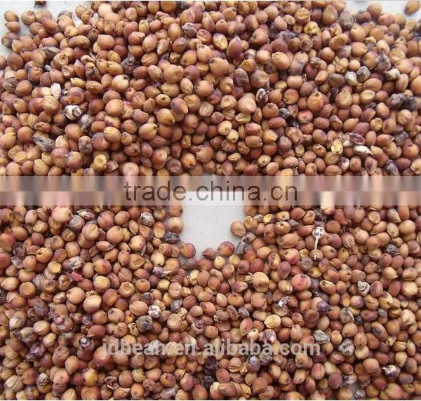 Chinese Red Sorghum photo-3