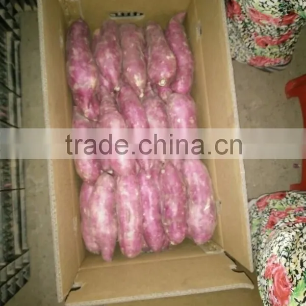 Sweet Japanese Potato photo-5