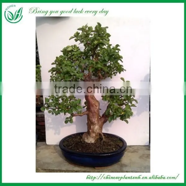 Bonsai Tree In Bonsai photo-5