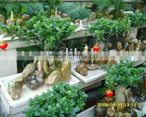 Ficus Microcarpa