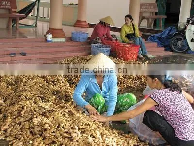 Vietnam Matcha Ginger Powder photo-5