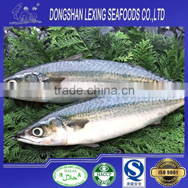 Whole Round Frozen Pacific Mackerel photo-1