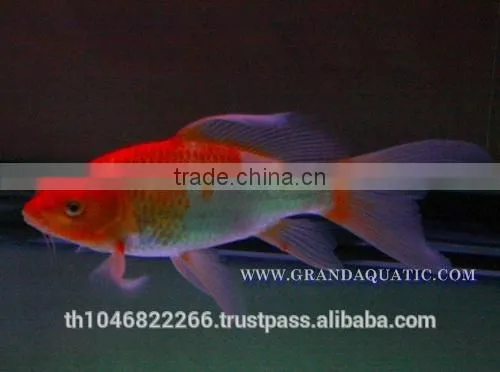 Butterfly Koi Fish For Sale / Aquarium Fish Export photo-3
