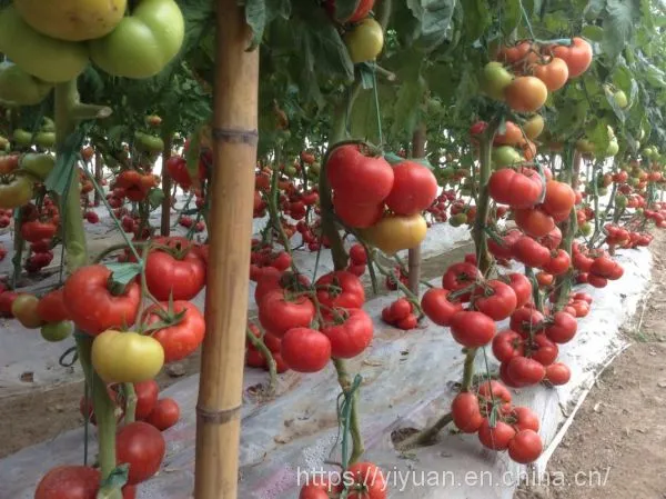 Big Pink Seeds Hot Tomato Greenhouse Plant Tomato Seeds No.62 photo-5