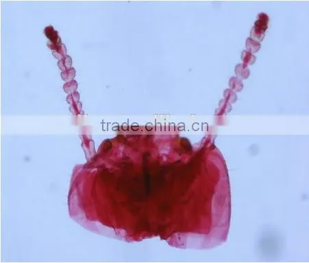 High Quality Zoology Slides ,high Quality Animal Slides photo-2