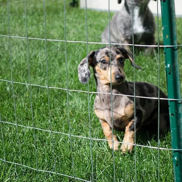 Stainless Steel Welded Wire Mesh Hot Dipped Electro Galvanized Welded Wire Mesh Pvc Coated Welded Wire Mesh photo-6