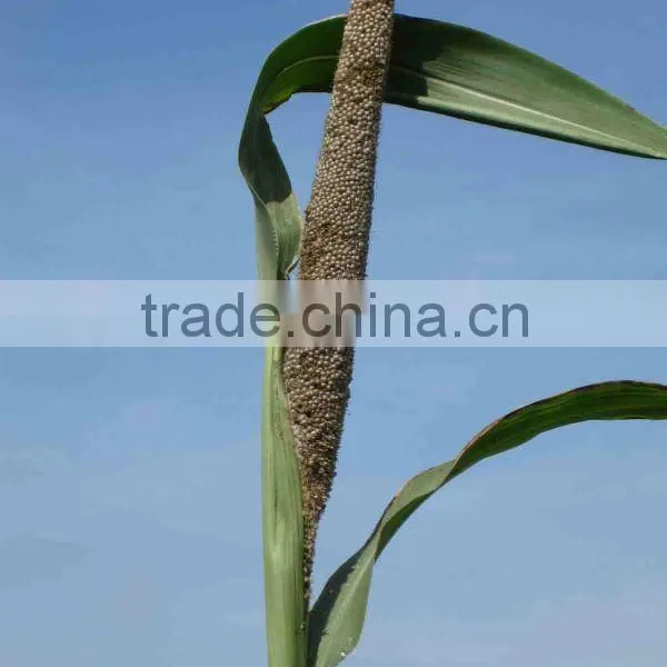 Goat Loved Good Tasted Hybrid Pennisetum Forage Seed From China