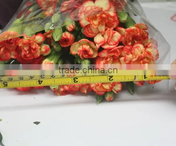 Elegant in Smell Hot Sale Fresh Carnation for Home Decoration photo-2