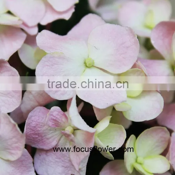 Weddings Decoration High Quality Hydrangea Flower With High Quality Service photo-2
