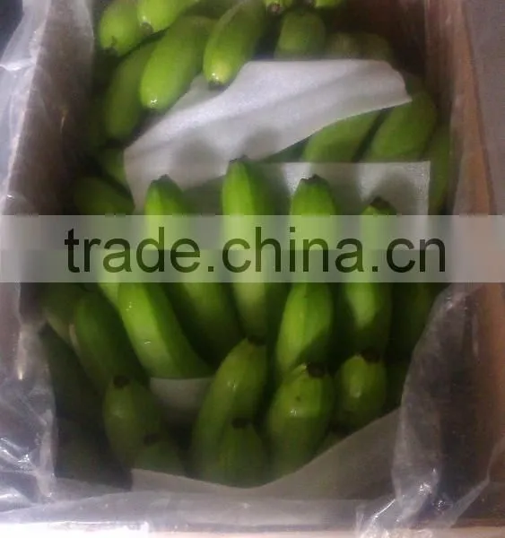 Indian Banana photo-3