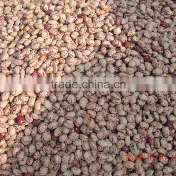 2015 New Crops of Light Speckled Kidney Beans photo-3