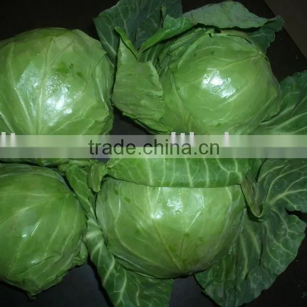 fresh cabbage(2011)