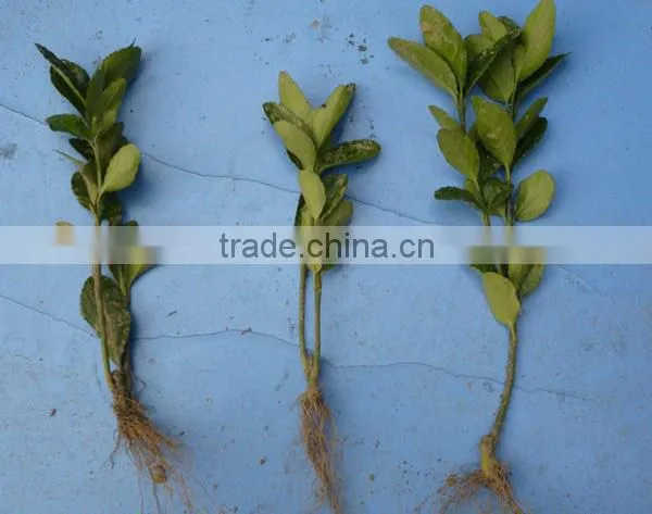 Cerasus Sp. Seedling photo-3