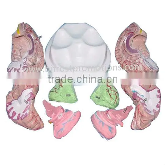 Medical Brain Anatomical Model, Plastic Human Brain Models photo-2