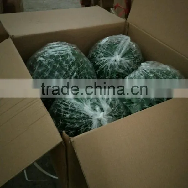 SJ3001014 High Initation Ornamental Artificial Cactus Plant/cactos for Office Decoration photo-5