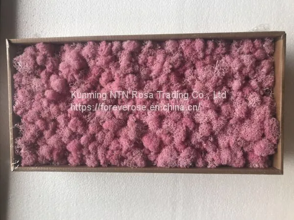 Fresh Touch Decorative Moss for Floral Compositions
