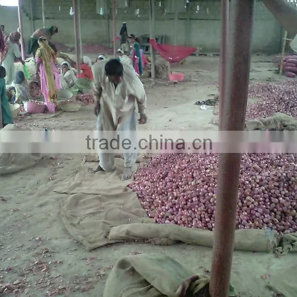 Lal Fresh Onions photo-3