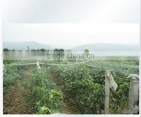 Plastic Netting Used Prevent Birds From Attacking Crops photo-2
