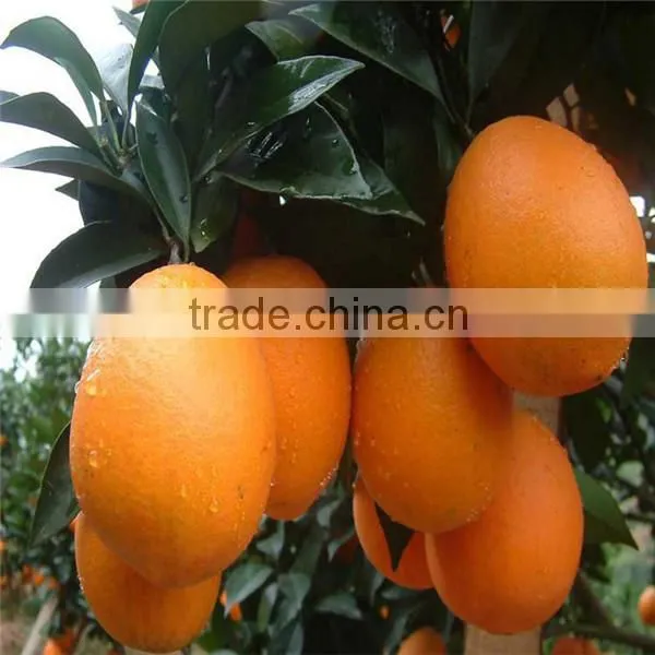 Wholesale Fresh Best Navel Orange