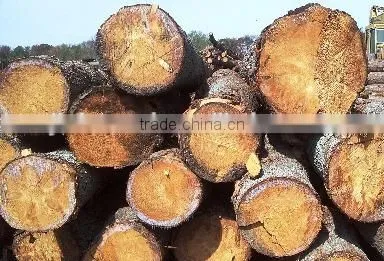 Bed Slats LVL Pine / Birch Wood Logs Hardwood Popular Shandong photo-4