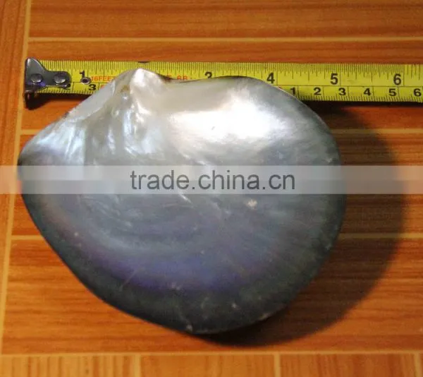 Shell / MOP Plate photo-3