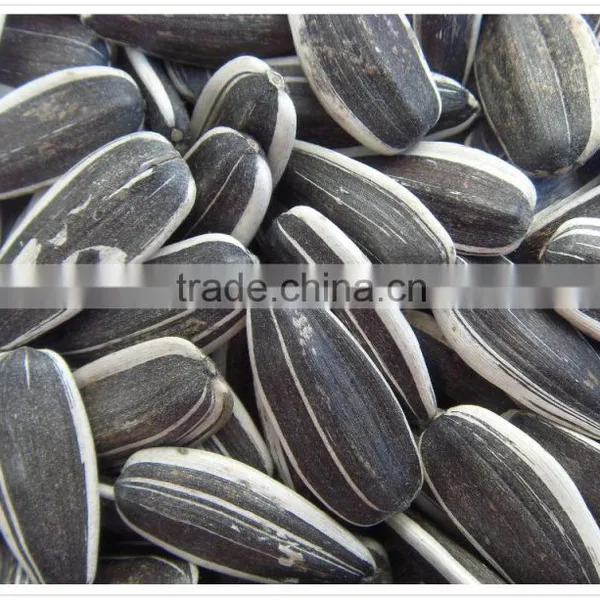 Long Shape Sunflower Seeds 2015 Crop
