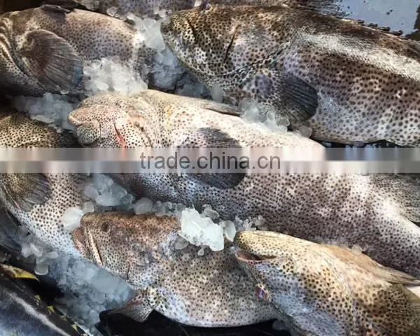 FROZEN REEFCOD/GROUPER WHOLE I.F./IWP photo-4