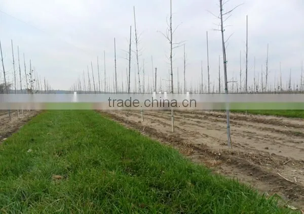 Fiberglass Rod,light Weight Fiberglass Stick FRP Rod,Solid Fiberglass Rod for Plants and Garden photo-3