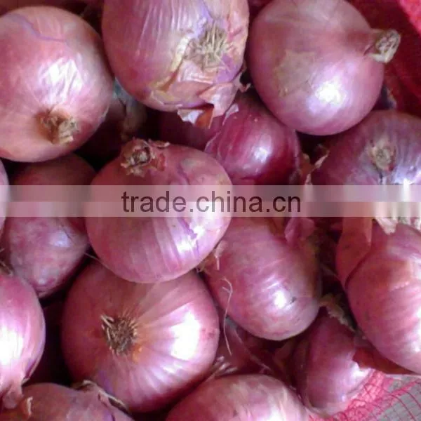 Fresh Onion