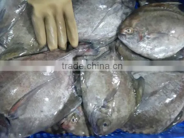 Frozen Black Pomfret Whole Round Size 200-300 and 300-500 photo-2