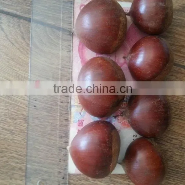 2015 Growth Edible Chestnuts Factory Direct Sales Price photo-4