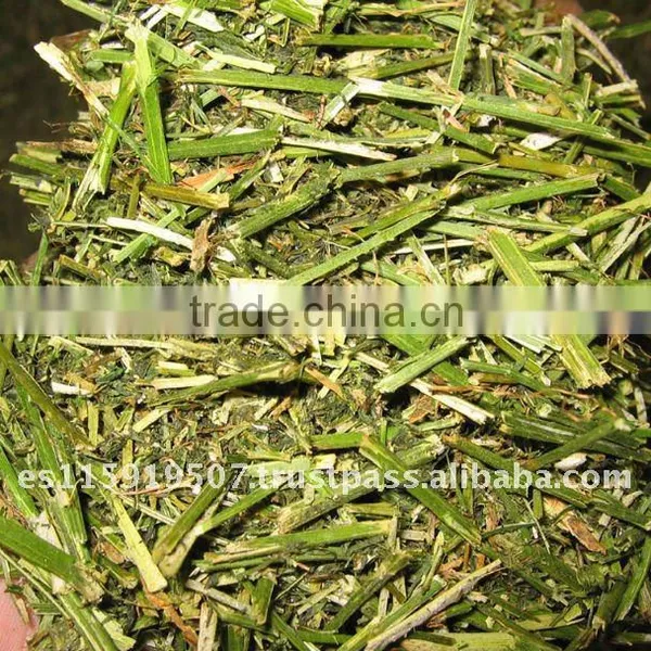 Spain Best Quality Animal Feed Hay Lucerne