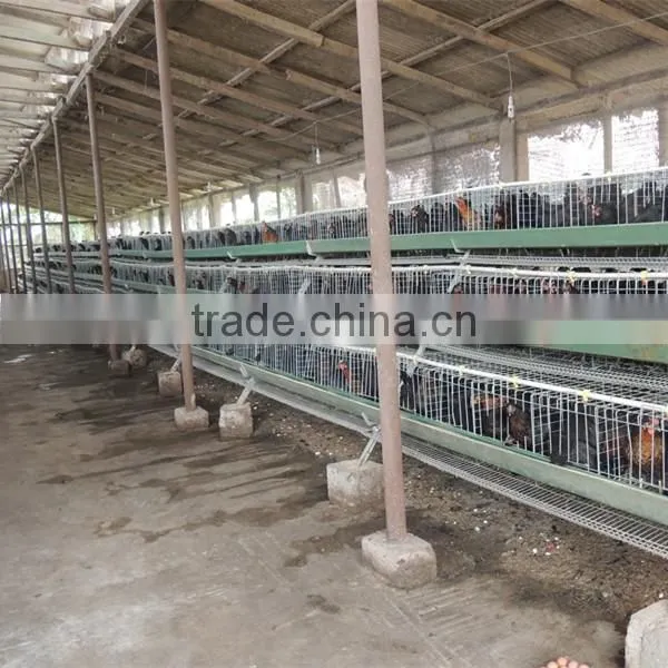 Zimbabwe Poultry Cage Dip Hot Chicken photo-5