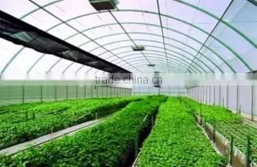 Commercial Greenhouses China photo-4