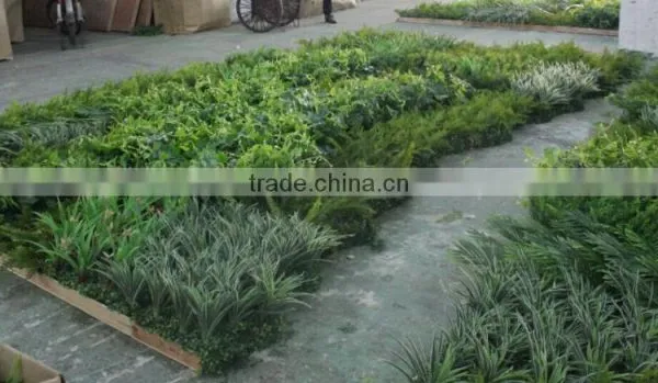 Russia's Project of Artificial Green Wall/park and Shopping Mall Plant Green Wall photo-5