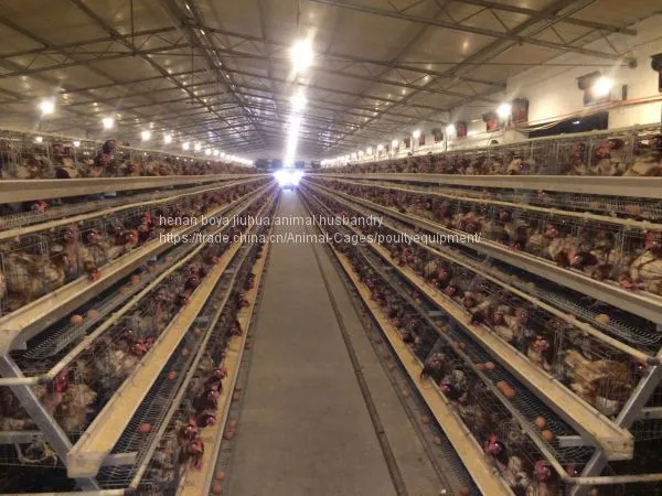 Chicken Cages photo-2